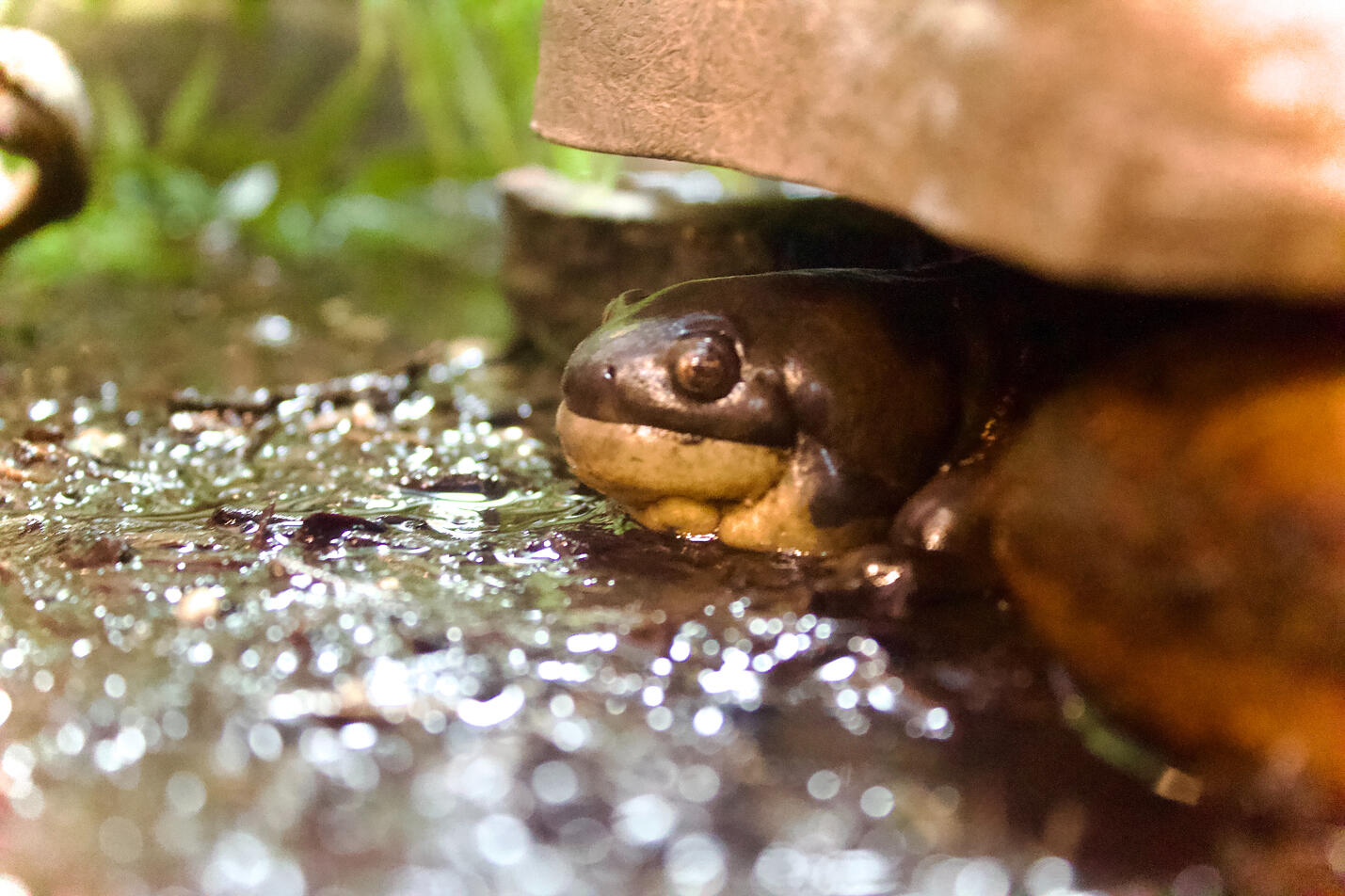 A moment of Tranquility ~ 2023